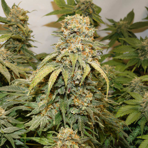 Семена марихуана Gorilla Girl XL Auto