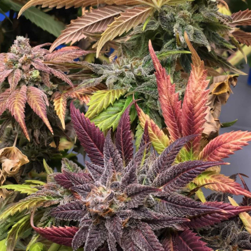 Купить семена Grand Daddy Purple