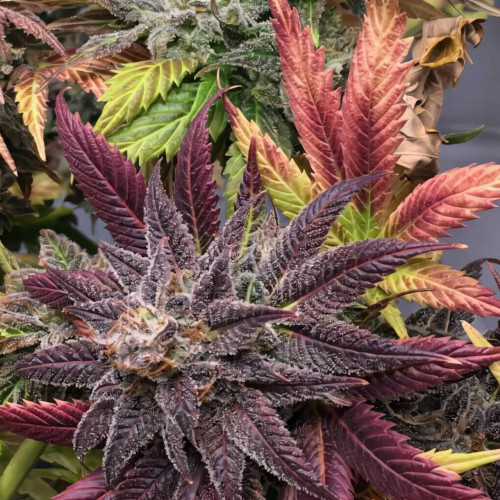 Grand Daddy Purple