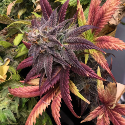 Семена марихуана Grand Daddy Purple