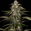 Green-O-Matic Auto