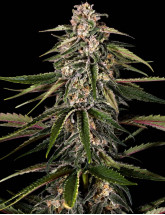 Семена конопли Green-O-Matic Auto