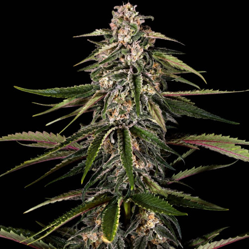 Семена Green-O-Matic Auto