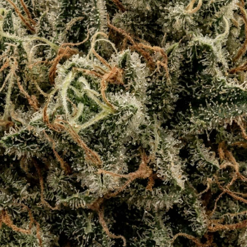 Купить семена Green-O-Matic Auto