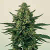 Green Poison