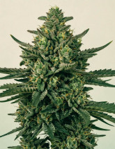 Семена конопли Green Poison