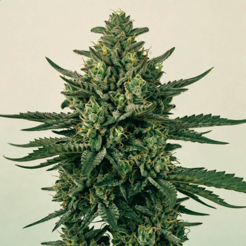 Семена Green Poison