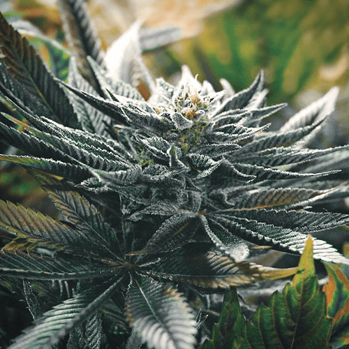 Сайт семян конопли в голландии наркоманы марихуана