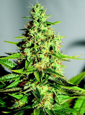 Самые маленькие сорта марихуаны доступ в даркнет hidra