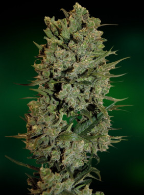 Сладкие семена конопли марихуана домашнее выращивание