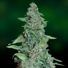 Пискадағы мылжың порно фотосуреттері