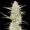 Jack Herer