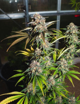 Семена конопли Jack Herer