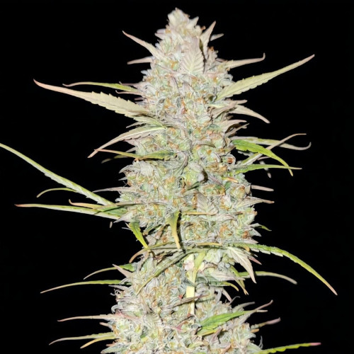 Сорт маріхуани ⭐Jack Herer⭐ від Green House ✓Опис, фото