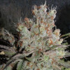 Jack Herer