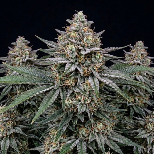 Семена Jack Herer - фото 1