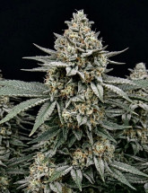 Семена конопли Jack Herer