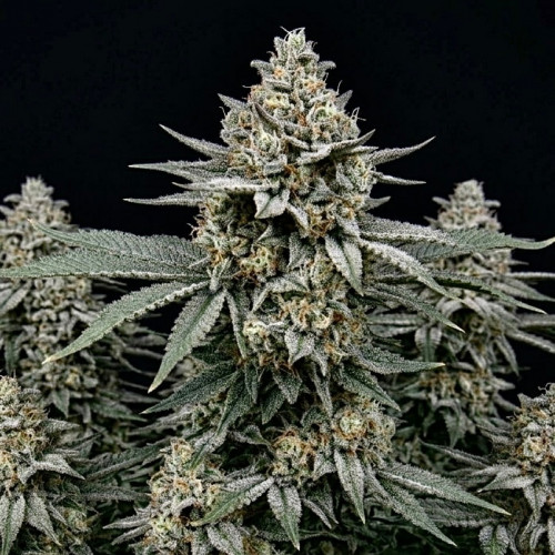 Семена марихуана Jack Herer