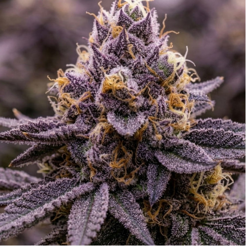 Семена марихуаны ⭐Jealousy Z XL Auto⭐ от Sweet Seeds ✓Описание