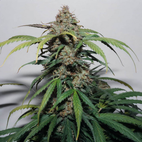 Семена марихуана Jet Fuel Mandarine XL Auto