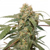 Jet Fuel Mandarine XL Auto