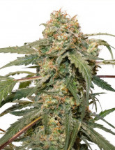 Семена конопли Jet Fuel Mandarine XL Auto