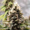 King's Kush
