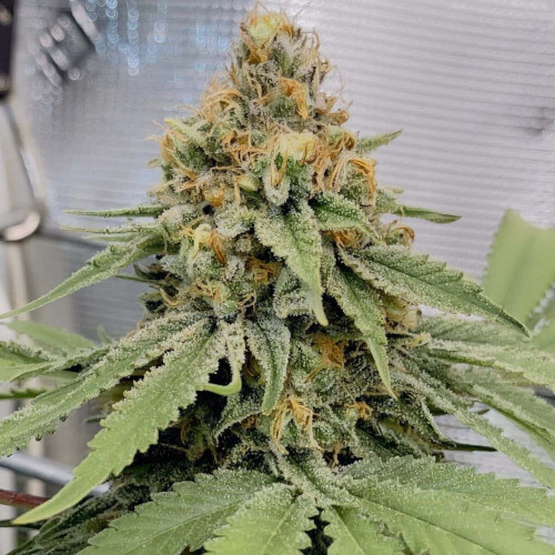 Семена марихуана Kosher Cake Auto