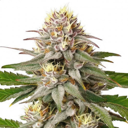 Семена марихуана Lemon Kush fem