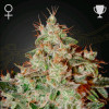 Lemon Skunk