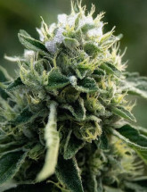 Семена конопли Lemon Skunk