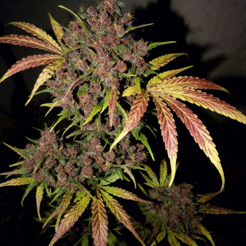 Семена марихуана Lemon Skunk