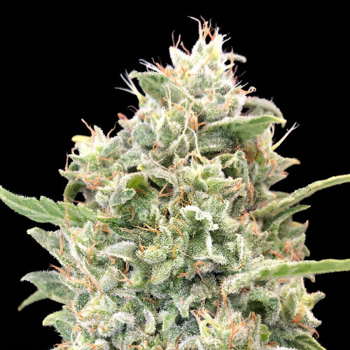 Купить семена Lemon Skunk