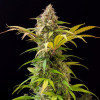 Lowryder Auto
