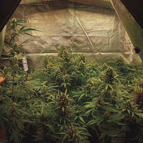 Семена марихуана Auto LSD
