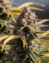 Семена конопли Mandarine Kush Fast