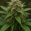 Mandarine Kush Fast