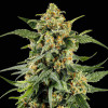 Arjan's Ultra Haze 2 (Mango Haze)