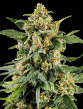 Семена конопли Arjan's Ultra Haze 2 (Mango Haze)