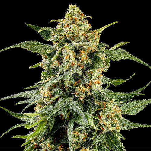 Семена Arjan's Ultra Haze 2 (Mango Haze)