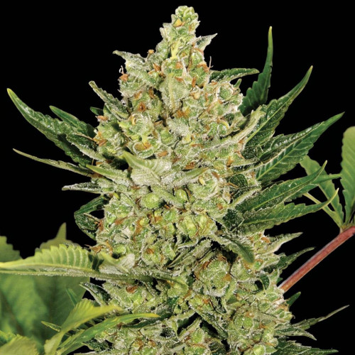 Семена марихуана Arjan's Ultra Haze 2 (Mango Haze)