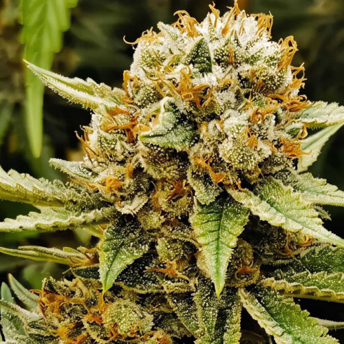 Купить семена Arjan's Ultra Haze 2 (Mango Haze)