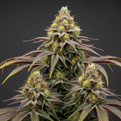 Семена марихуана Auto Melonade Runtz