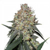 Moby Dick Auto