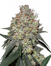 Семена конопли Moby Dick Auto