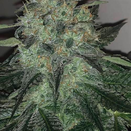 Семена марихуана Moby Dick Auto