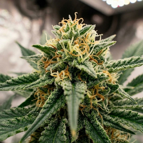 Семена Moby Dick