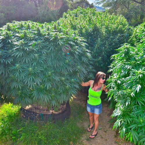 Jamaica марихуана разработка мир без наркотиков