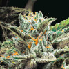 Auto OG Indica