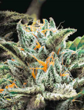 Auto OG Indica Семена конопли Auto OG Indica